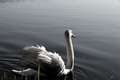 Labuđe jezero