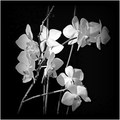 orhideje (u CB)