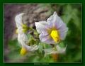 Solanum Tuberosum